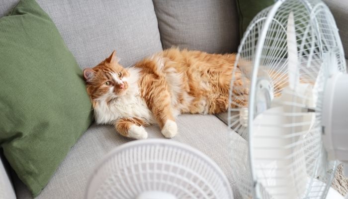 Orange and white cat sitting in front of two fans on a couch