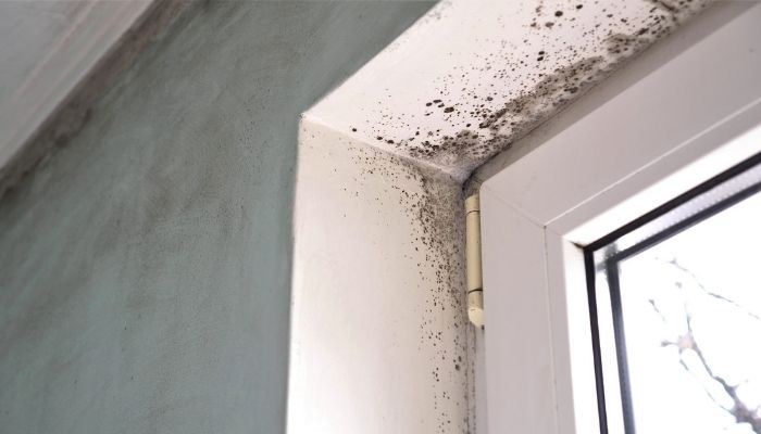 humidity causing mildew on a white window pane