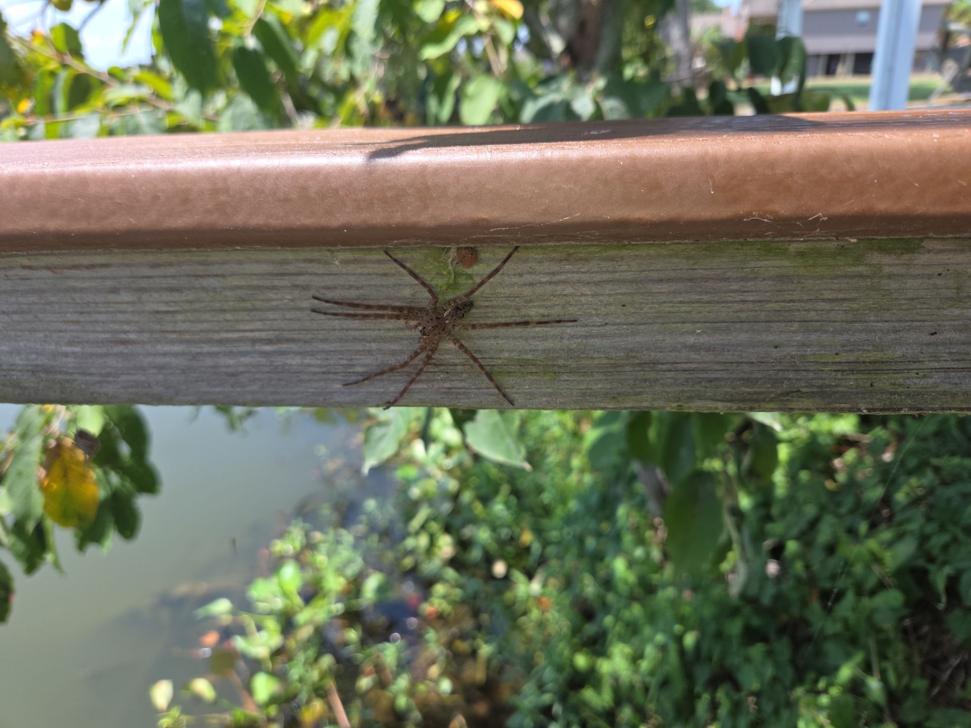 Critter Image