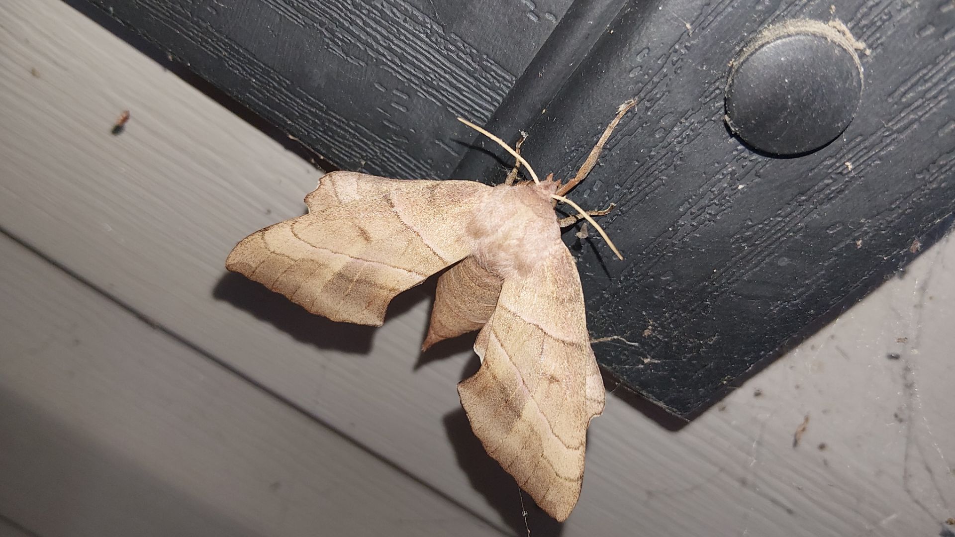 Critter Image