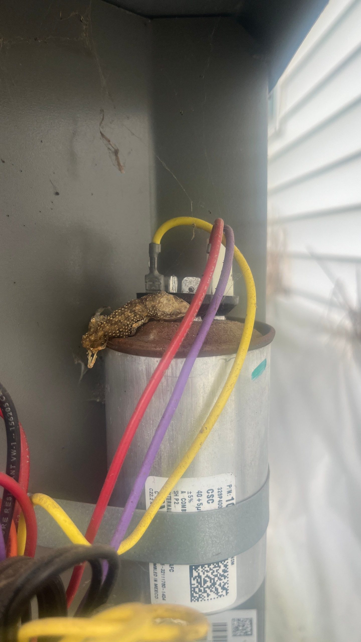 Critter Image