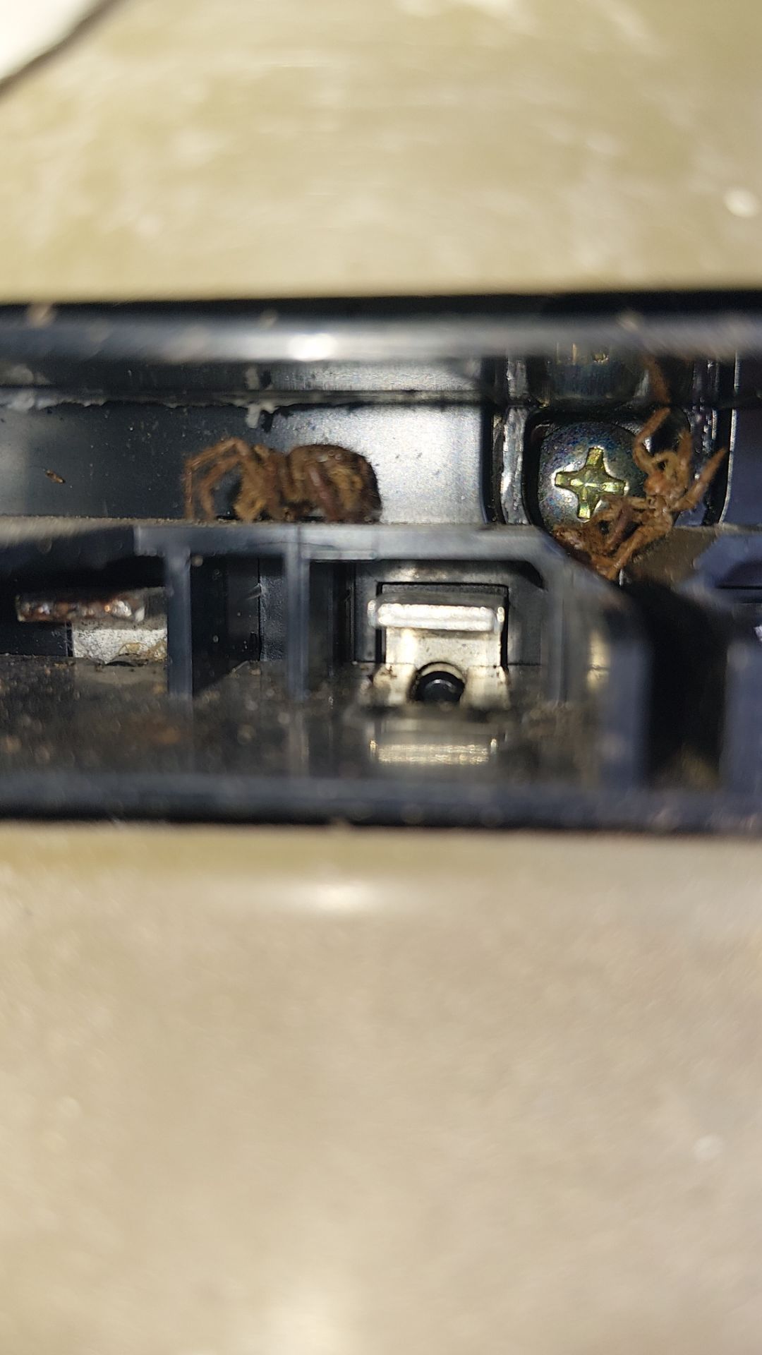 Critter Image