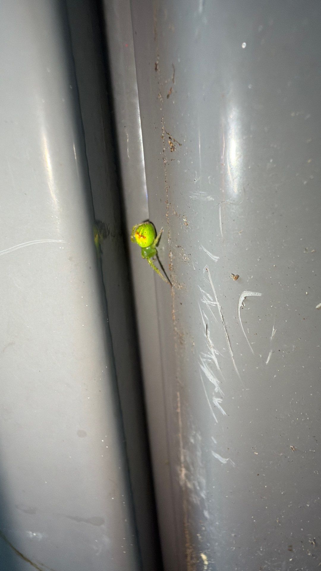 Critter Image