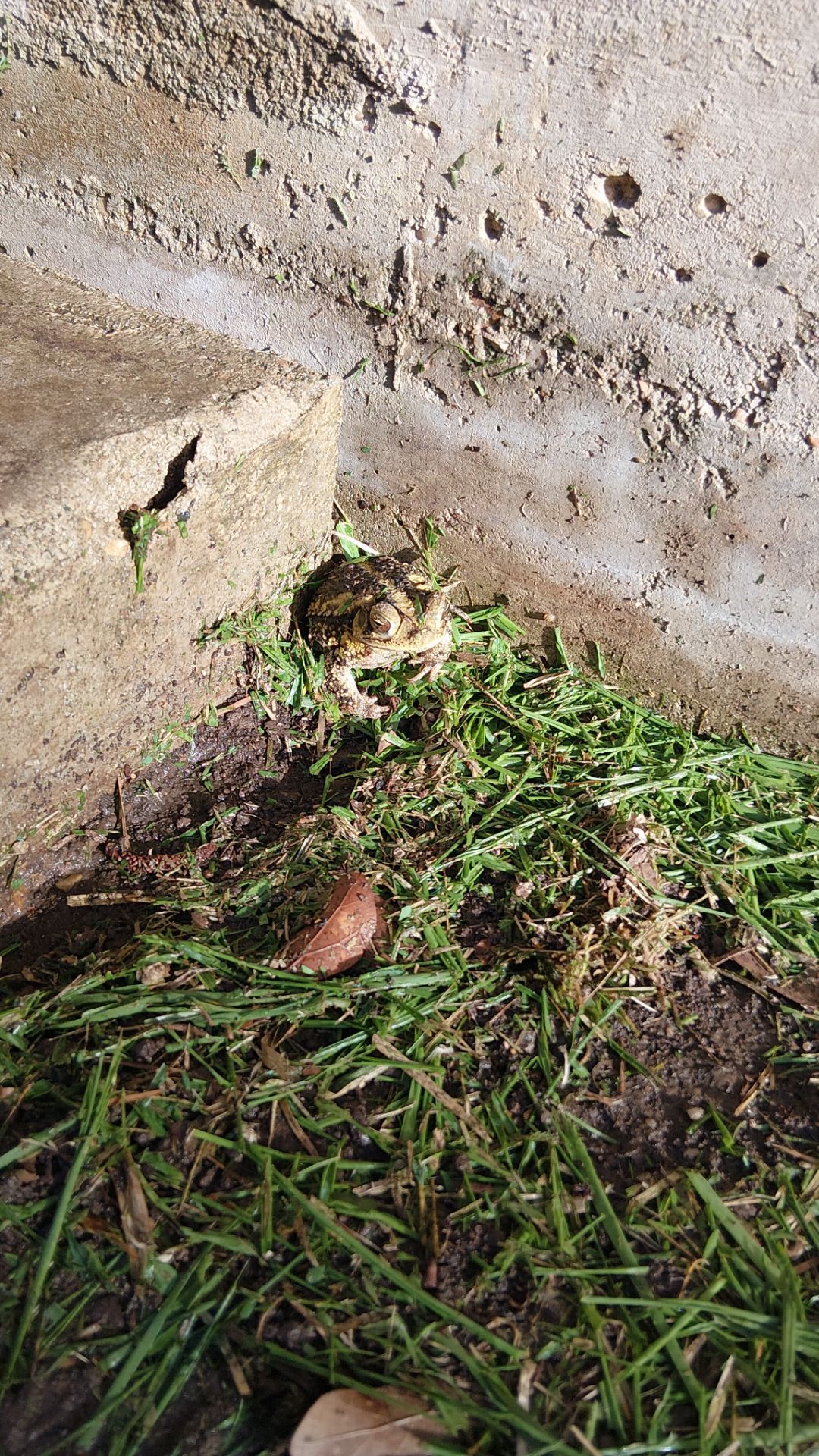 Critter Image