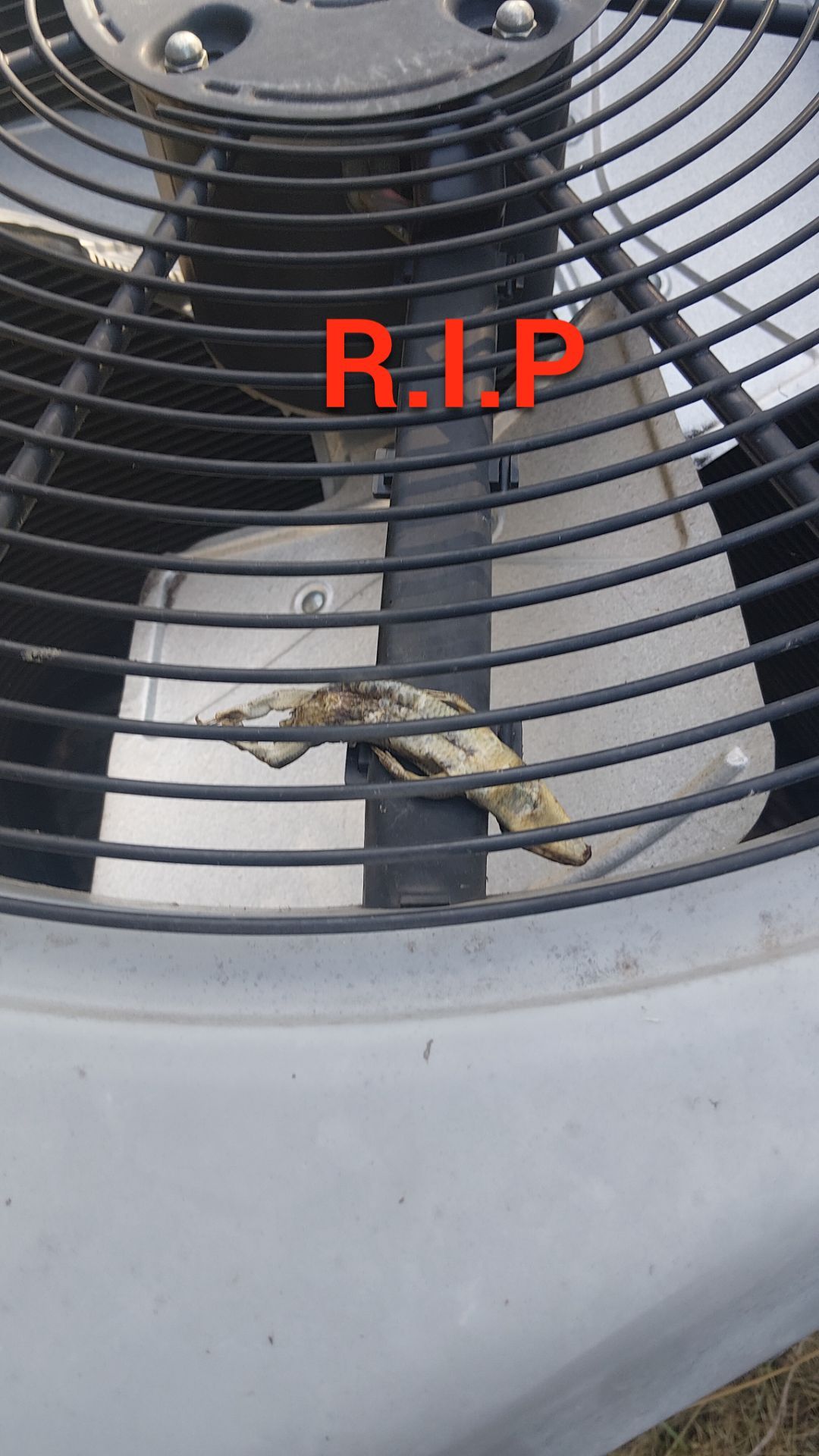 Critter Image