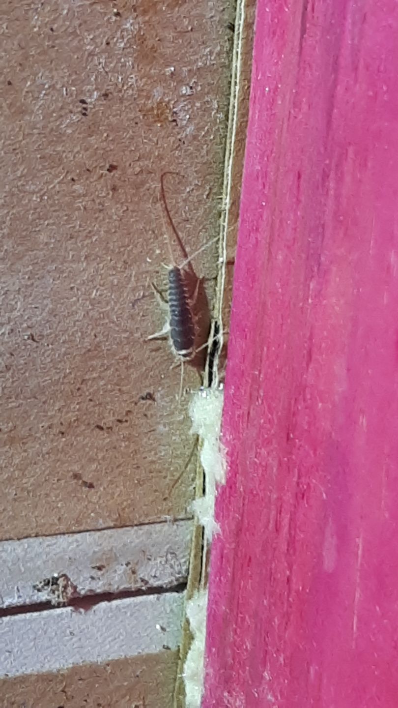 Critter Image