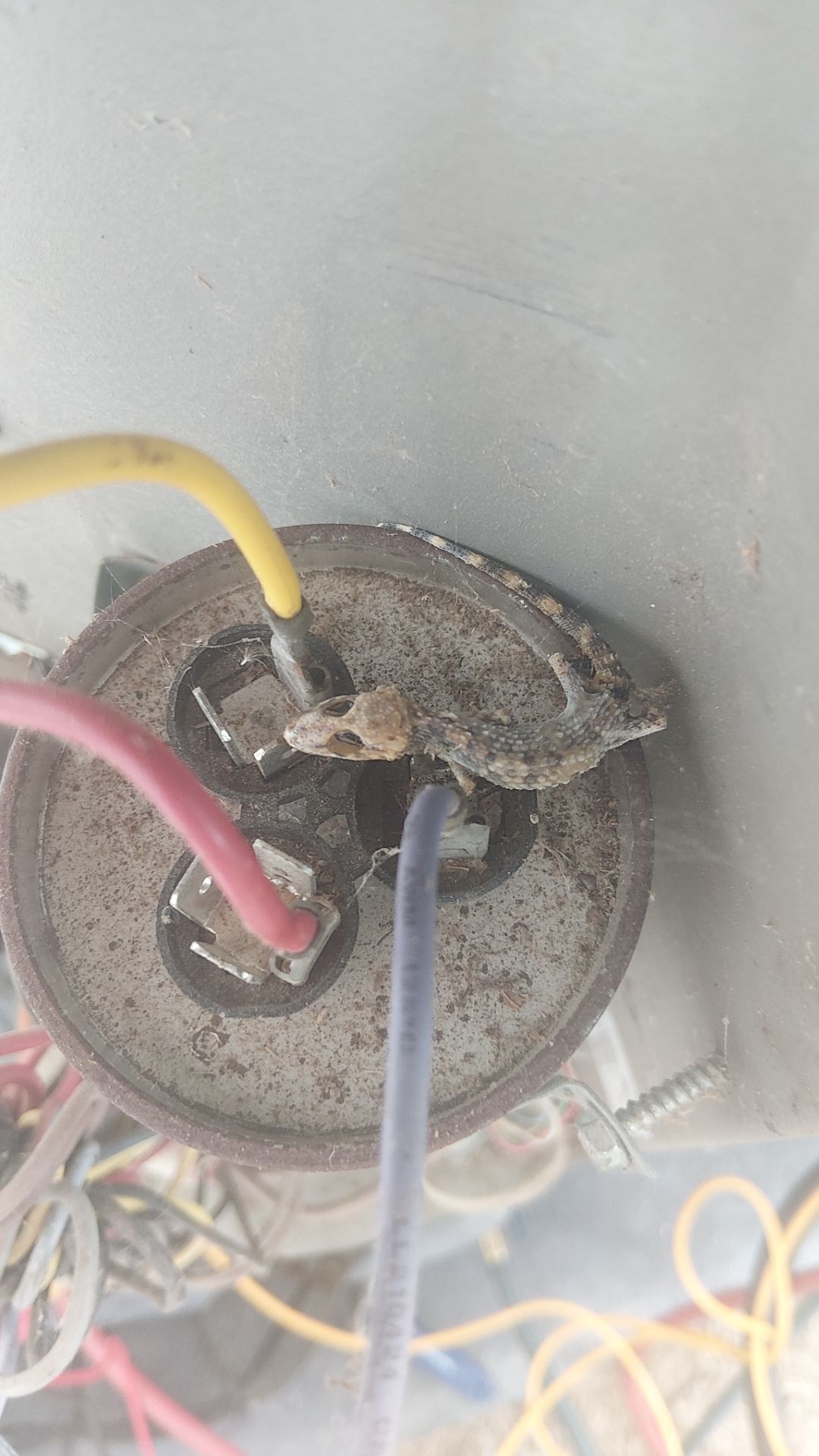 Critter Image