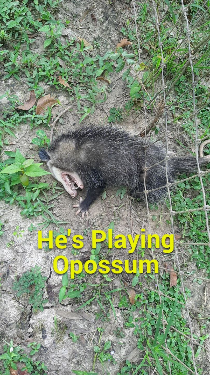 Critter Image