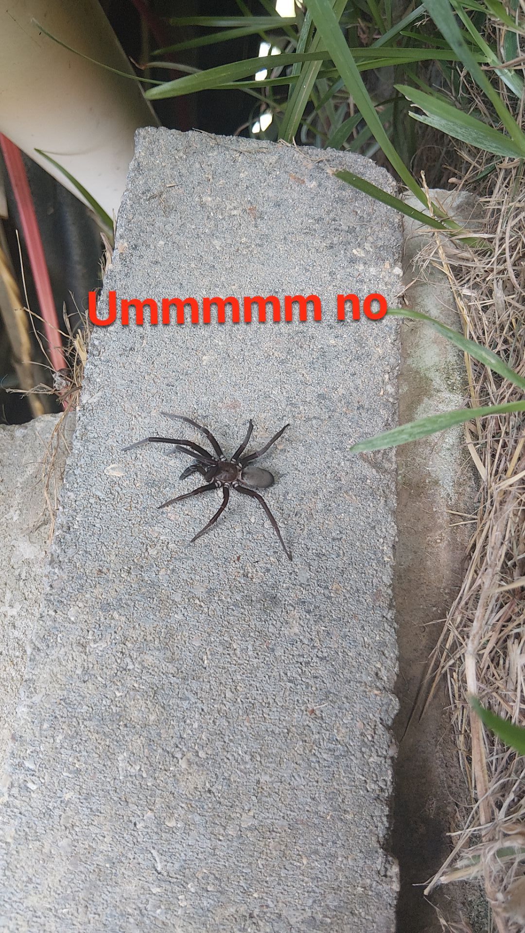 Critter Image
