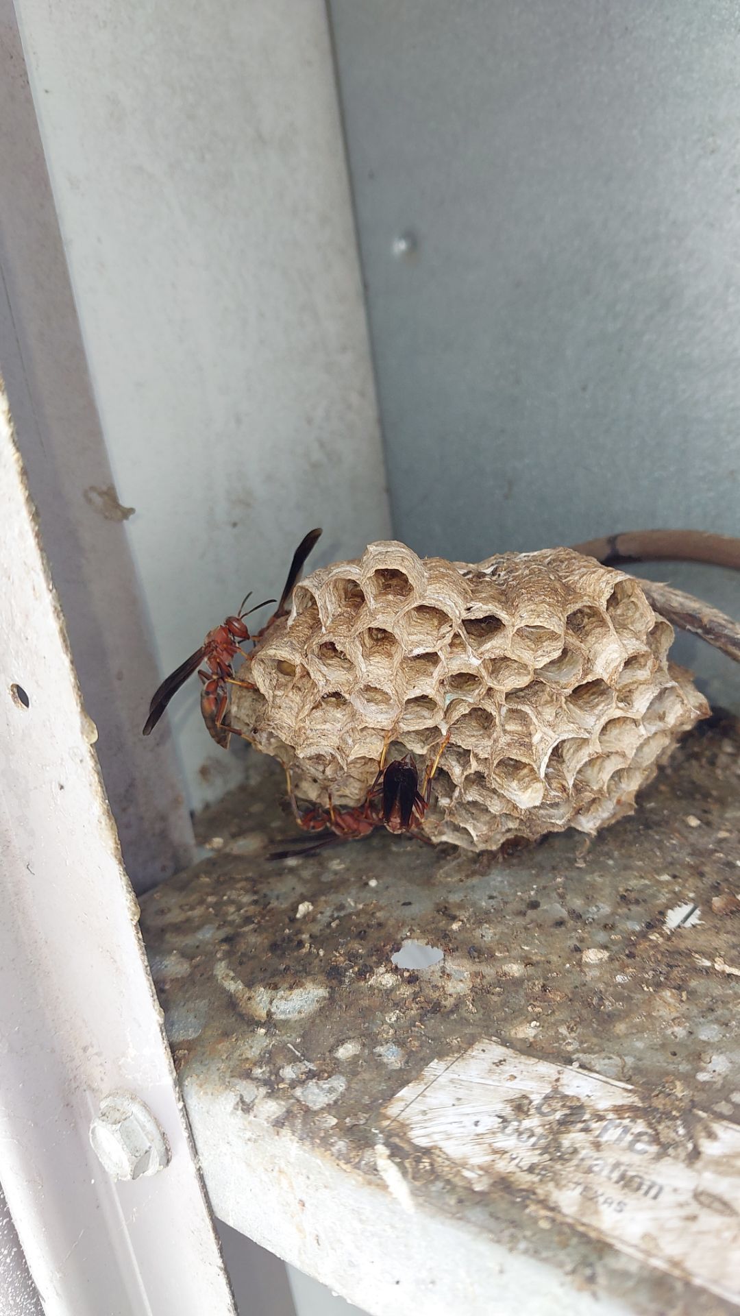 Critter Image